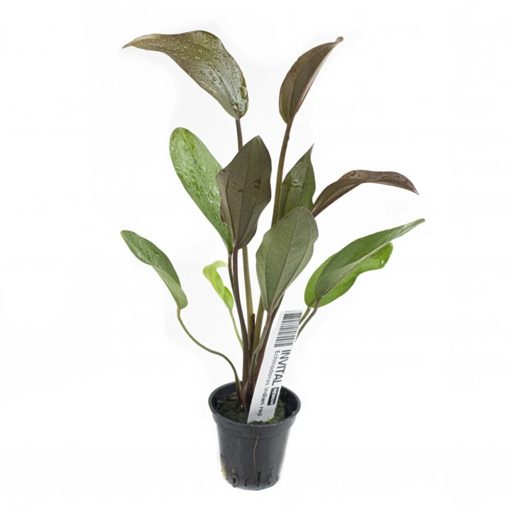 Echinodorus 'Indian Red'