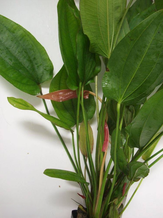 Echinodorus 'Oriental'