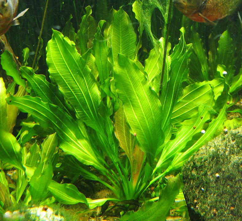 Echinodorus osiris