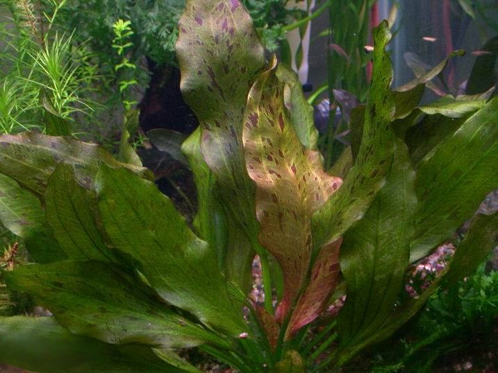 Echinodorus 'Ozelot'