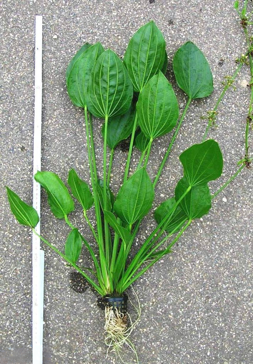 Echinodorus palifolius