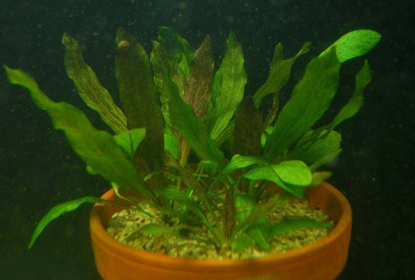 Echinodorus 'Rainers Kitty'