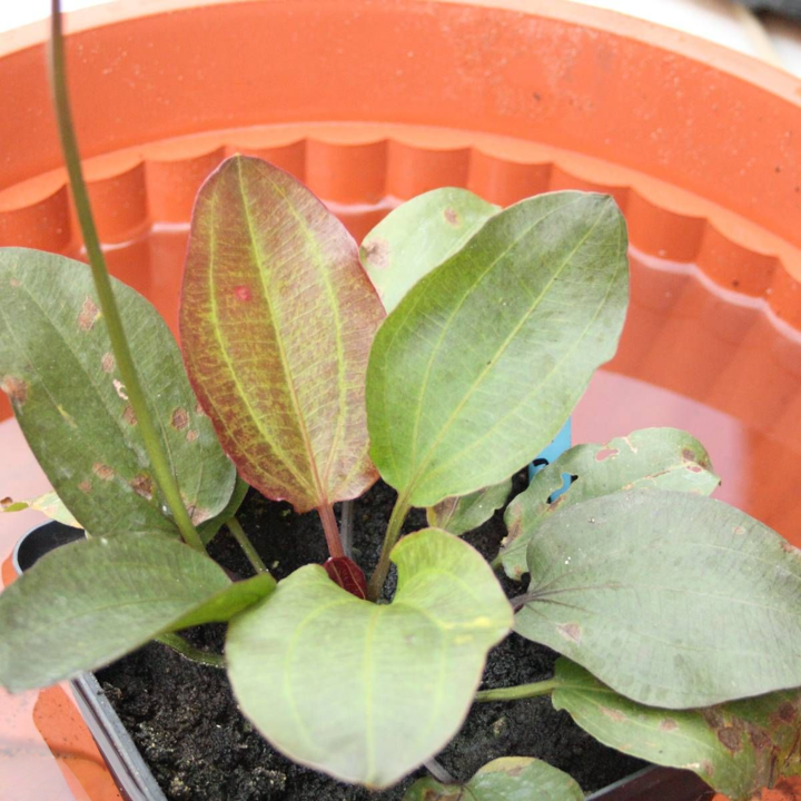 Echinodorus 'Red Flame'