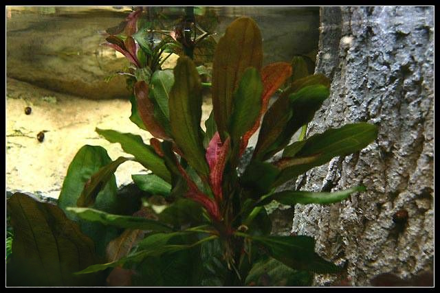 Echinodorus 'Red Special'