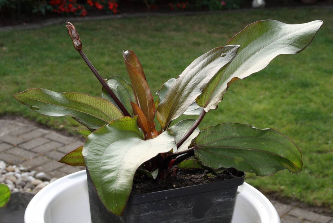 Echinodorus 'Regine Hildebrandt'