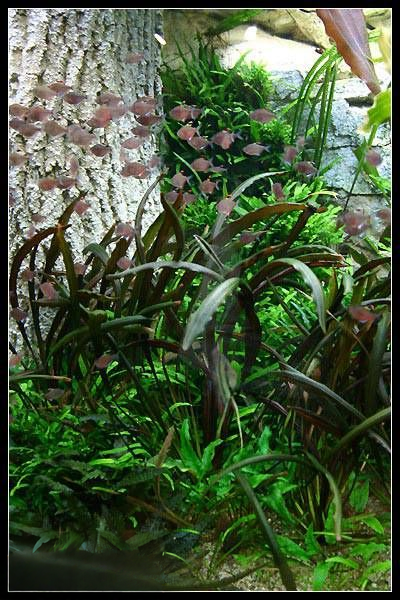 Echinodorus 'Rubin Narrow Leaf'