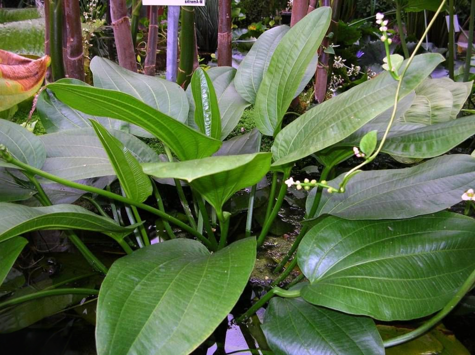 Echinodorus sp. "muricatus"