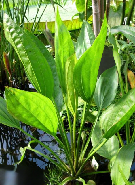 Echinodorus subalatus