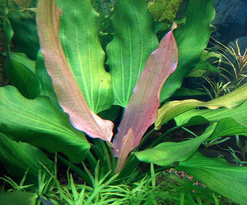 Echinodorus 'Tricolor'