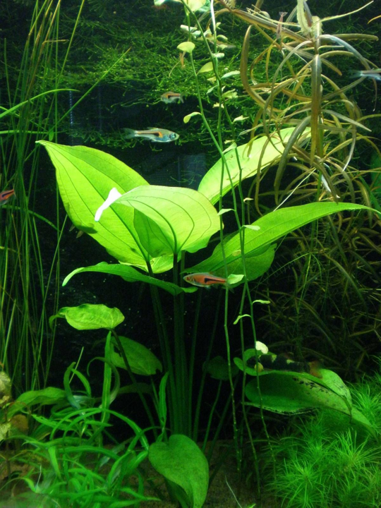 Echinodorus tunicatus