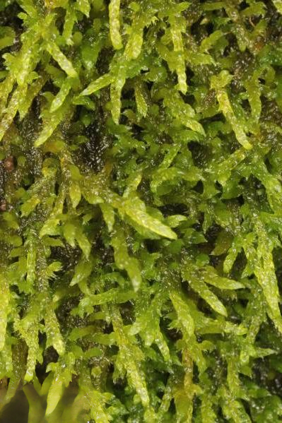 Ectropothecium zollingeri