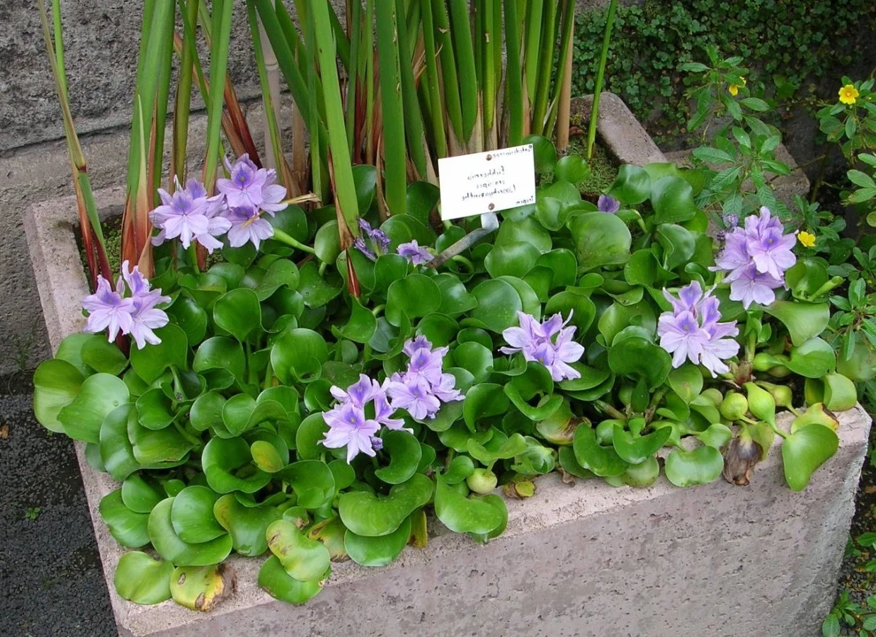 Eichhornia crassipes