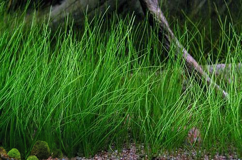 Eleocharis acicularis