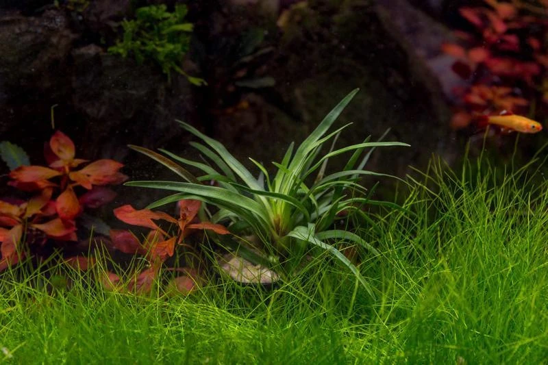 Eleocharis sp. "Mini"