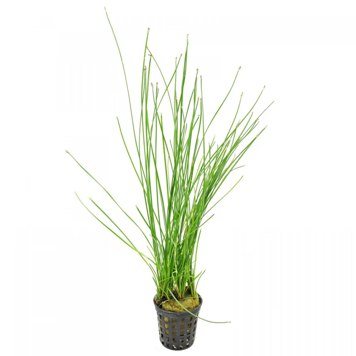 Eleocharis sp. "montevidensis"