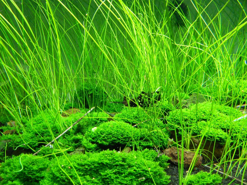 Eleocharis sp. "montevidensis"