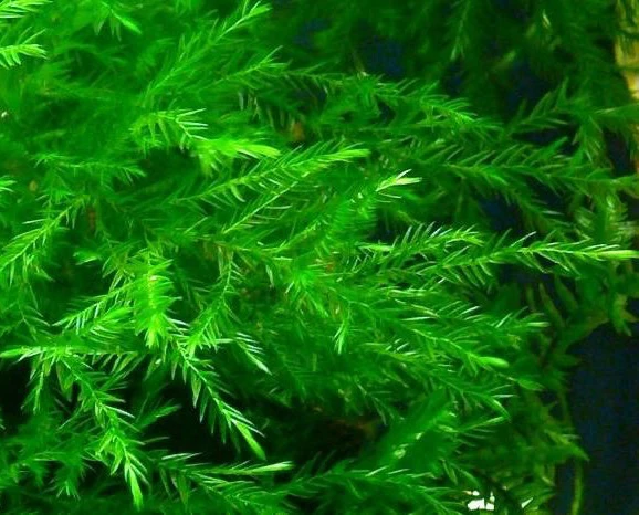 Fontinalis hypnoides