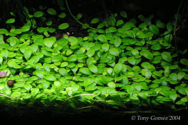 Glossostigma elatinoides