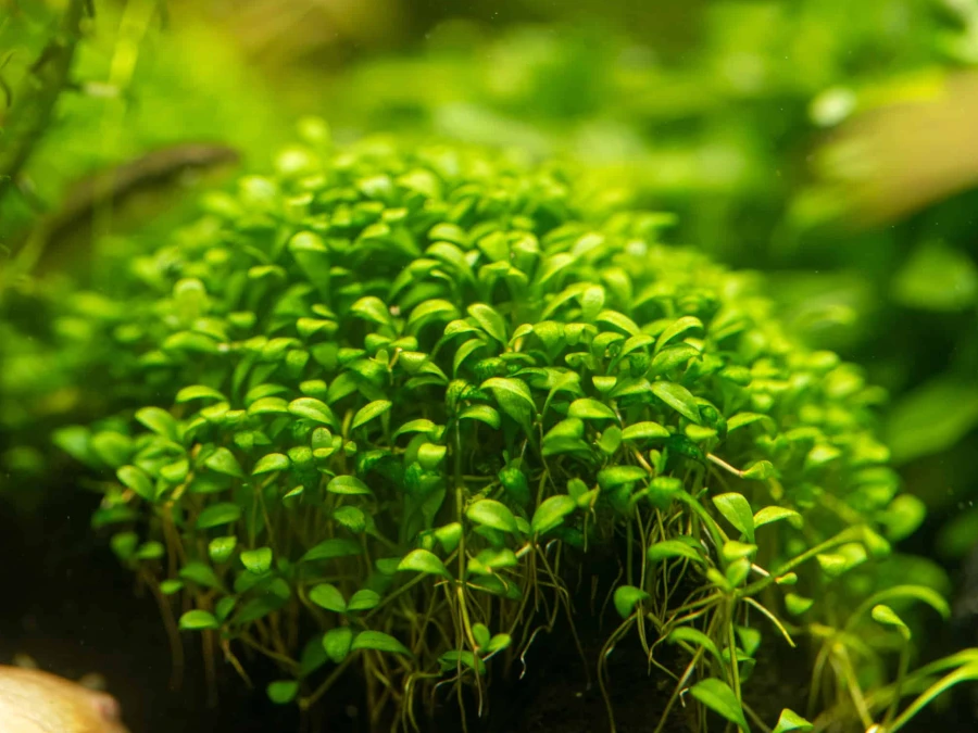 Glossostigma elatinoides