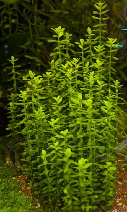 Gratiola officinalis