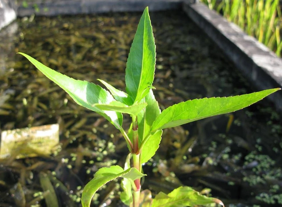Gymnocoronis spilanthoides