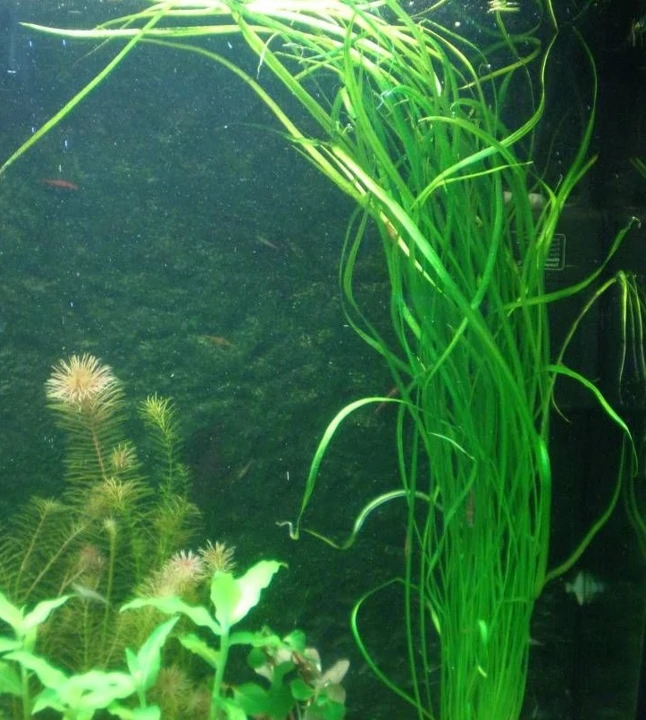 Helanthium bolivianum "Angustifolius"