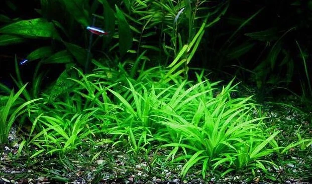 Helanthium bolivianum "latifolius"