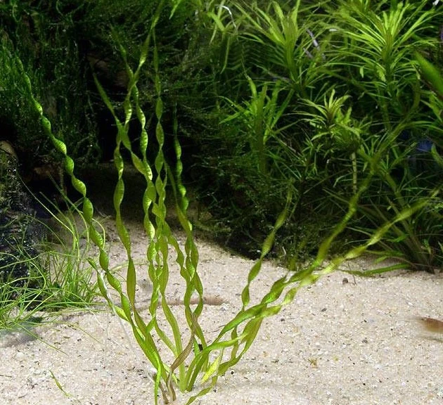 Helanthium bolivianum 'Vesuvius'