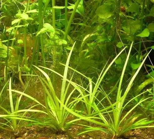 Helanthium sp. "Angustifolius, kleine Form"