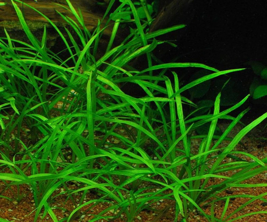 Helanthium sp. "Longifolius"