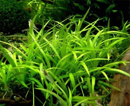 Helanthium tenellum "parvulum"