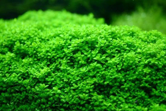 Hemianthus callitrichoides "Cuba"