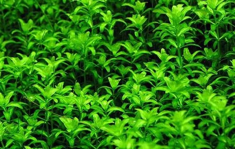 Hemianthus glomeratus