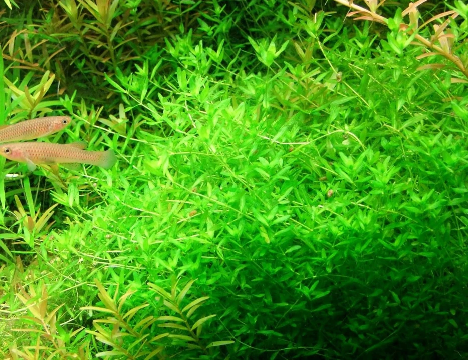 Hemianthus sp. "Amano Pearl Grass"