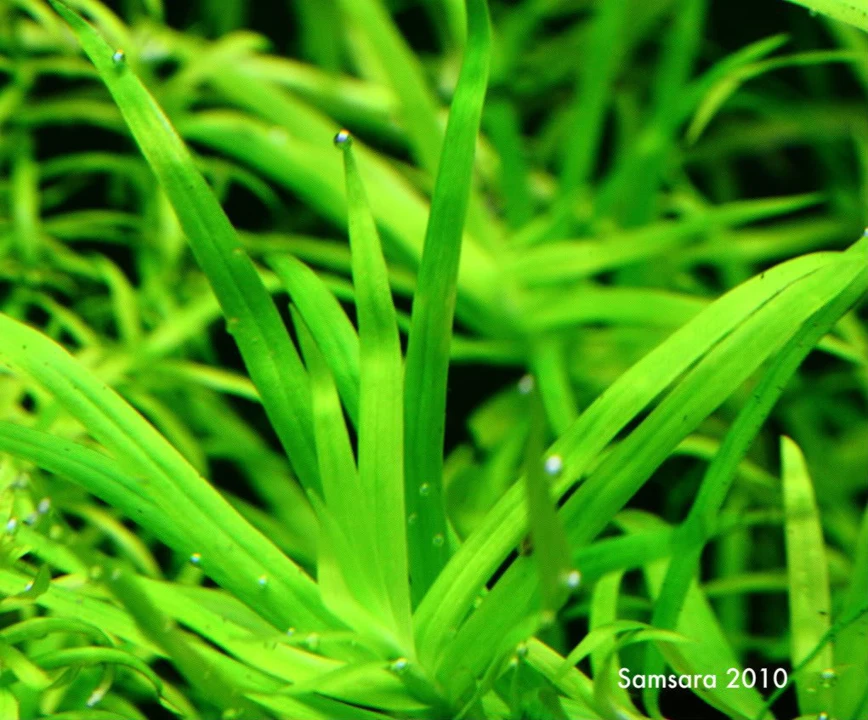 Heteranthera zosterifolia