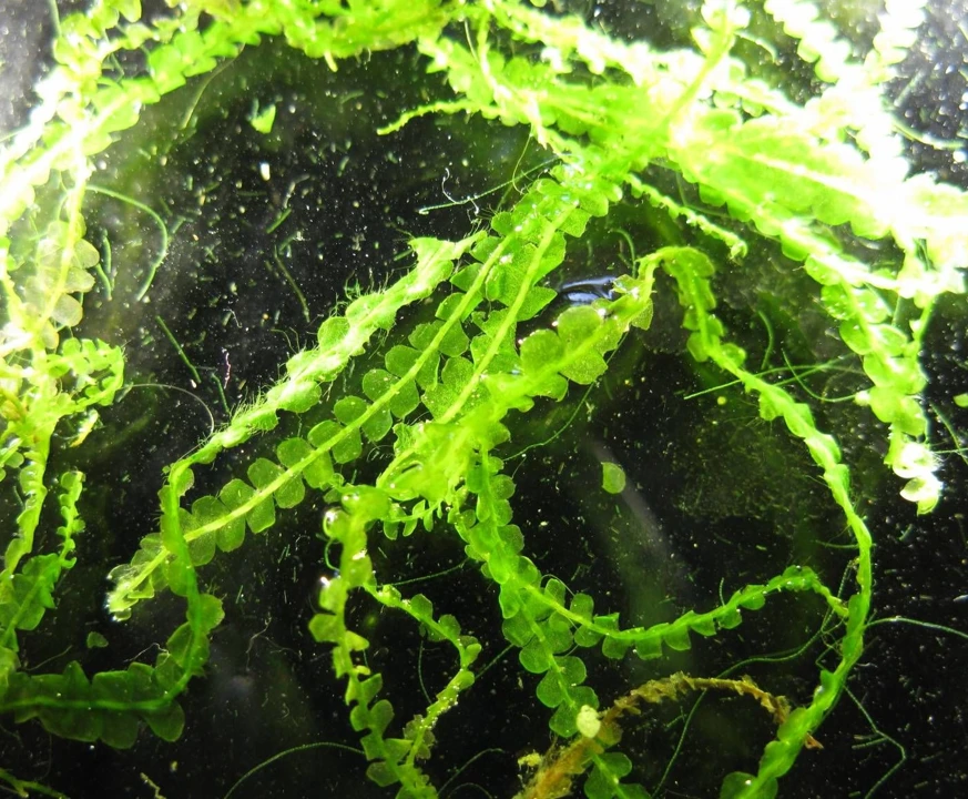 Heteroscyphus zollingeri