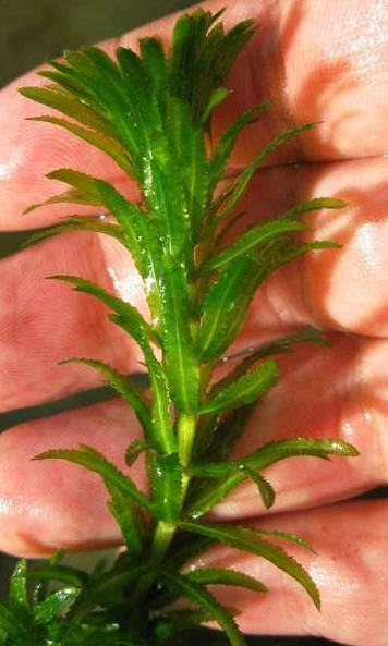 Hydrilla verticillata