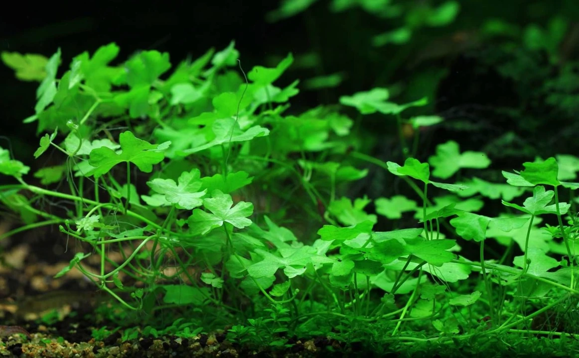 Hydrocotyle cf. tripartita