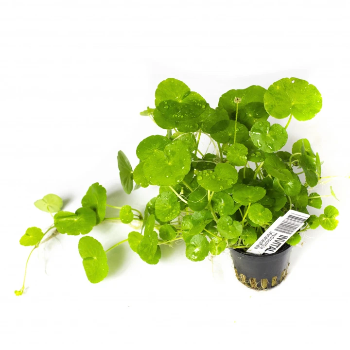 Hydrocotyle leucocephala