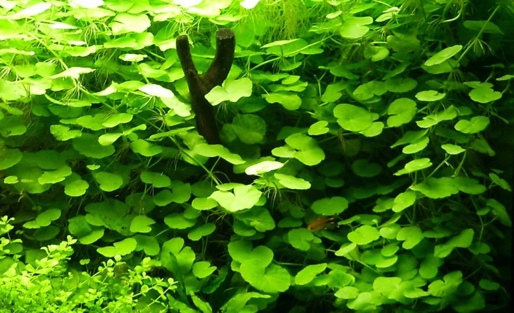 Hydrocotyle leucocephala