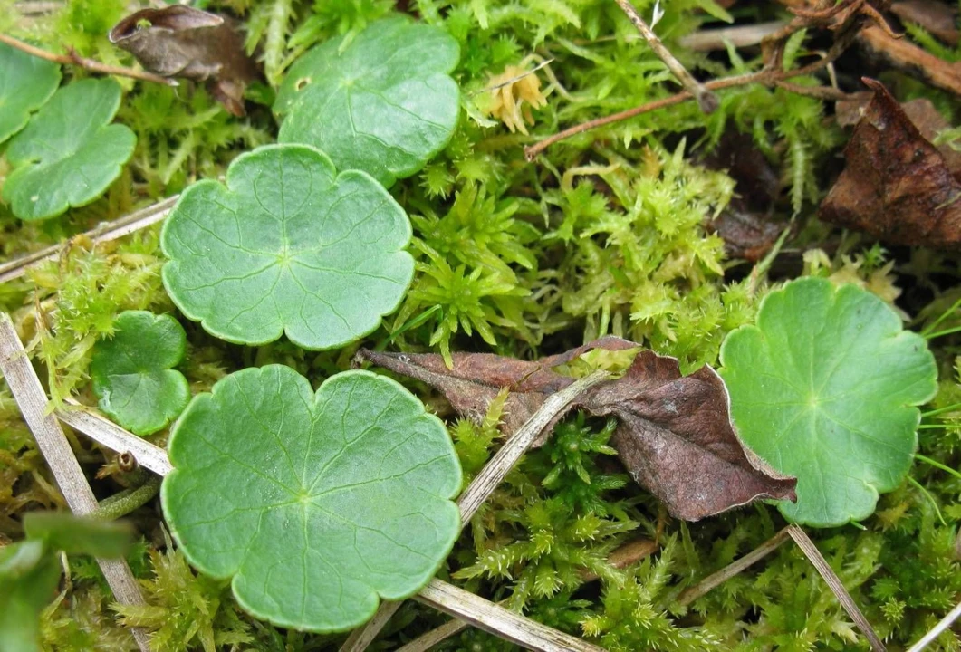 Hydrocotyle vulgaris