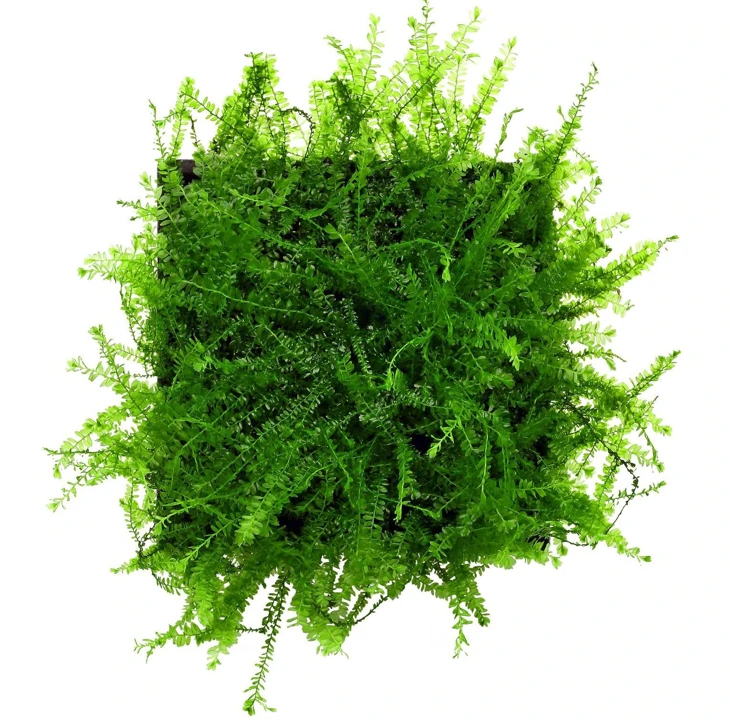 Hydropogonella gymnostoma