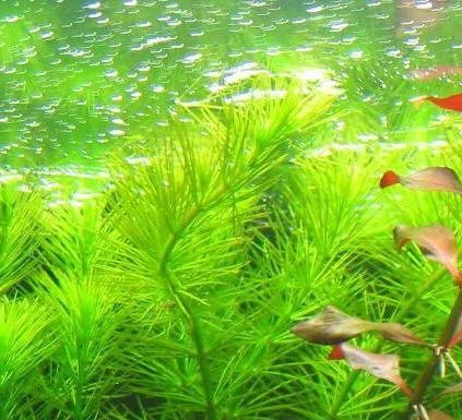 Hydrotriche hottoniiflora