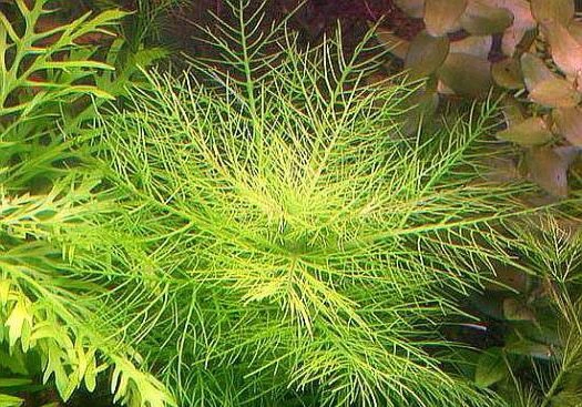 Hygrophila balsamica