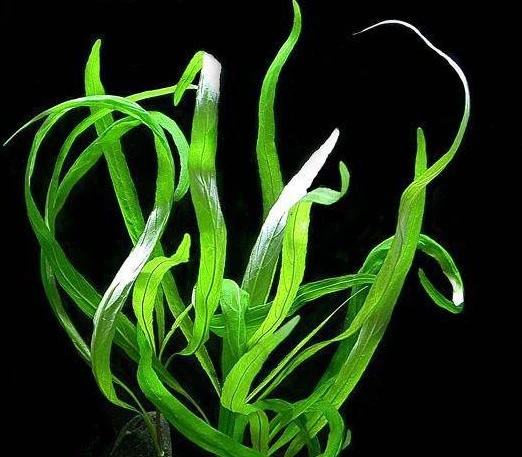 Hygrophila corymbosa ''Angustifolia''