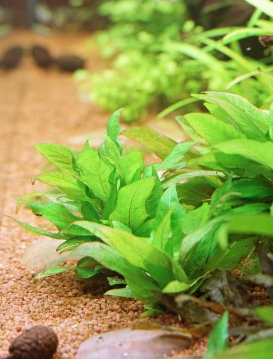 Hygrophila corymbosa 'Kompakt'