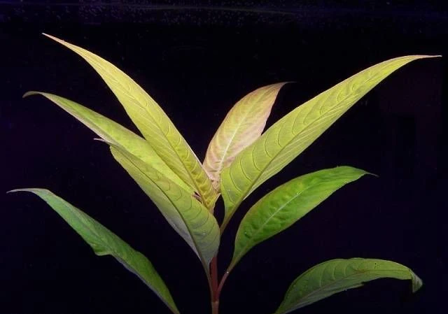 Hygrophila corymbosa "Siamensis"