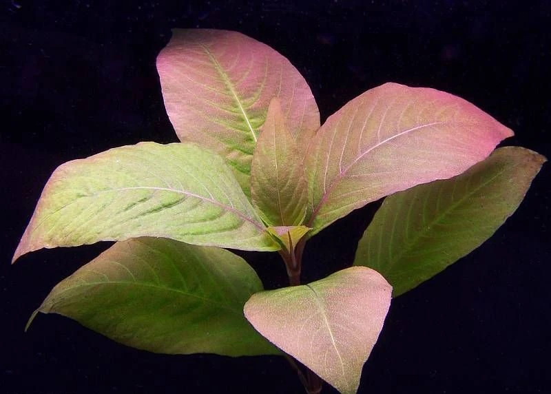 Hygrophila corymbosa