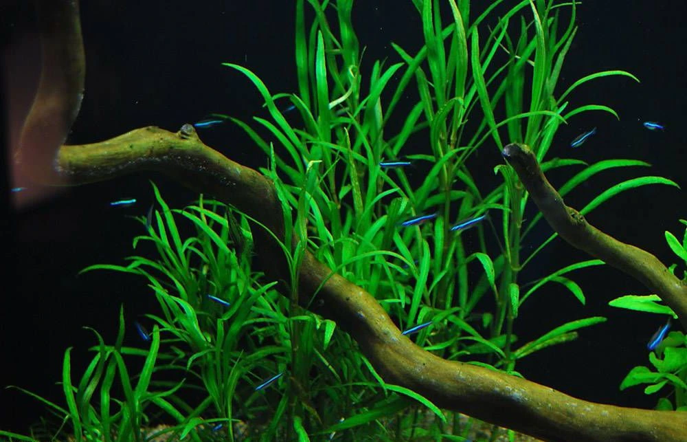 Hygrophila costata