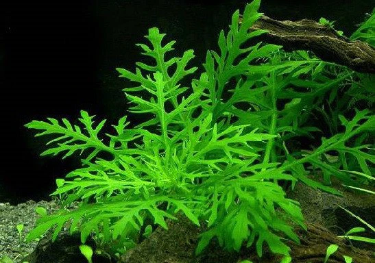 Hygrophila difformis